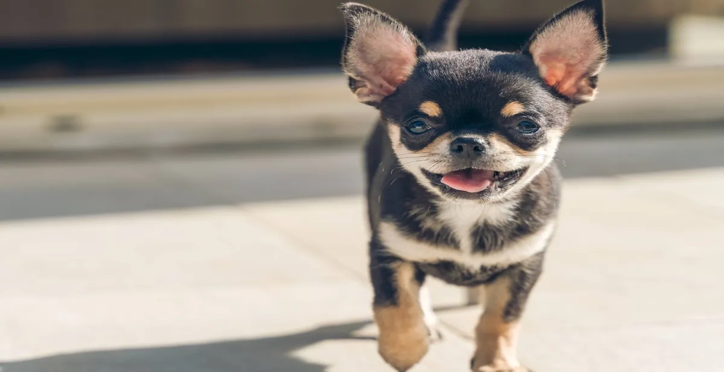 سگ ها و گرگ ها: رمز ژنتیکی که شخصیت و ویژگی های نژادهای سگ را شکل داده است