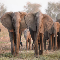 فناوری نوین در مبارزه با تجارت غیرقانونی عاج فیل: راهکاری جدید برای حفظ حیات وحش 