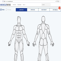 تمرین عضلات با MuscleWiki – مربی آنلاین شما!  
