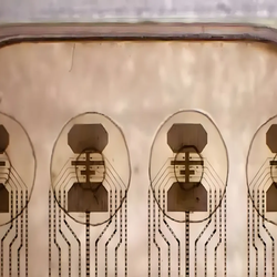 عصر جدید محاسبات زنده؛ جایگزینی سیلیکون با باکتری ها