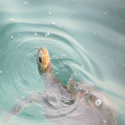 نقش حیاتی لاک پشت های دریایی در اکوسیستم اقیانوسی 