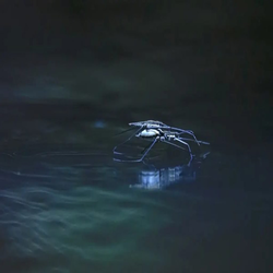 ربات های حشره نما روی آب؛ الهام از طبیعت برای فناوری نوین